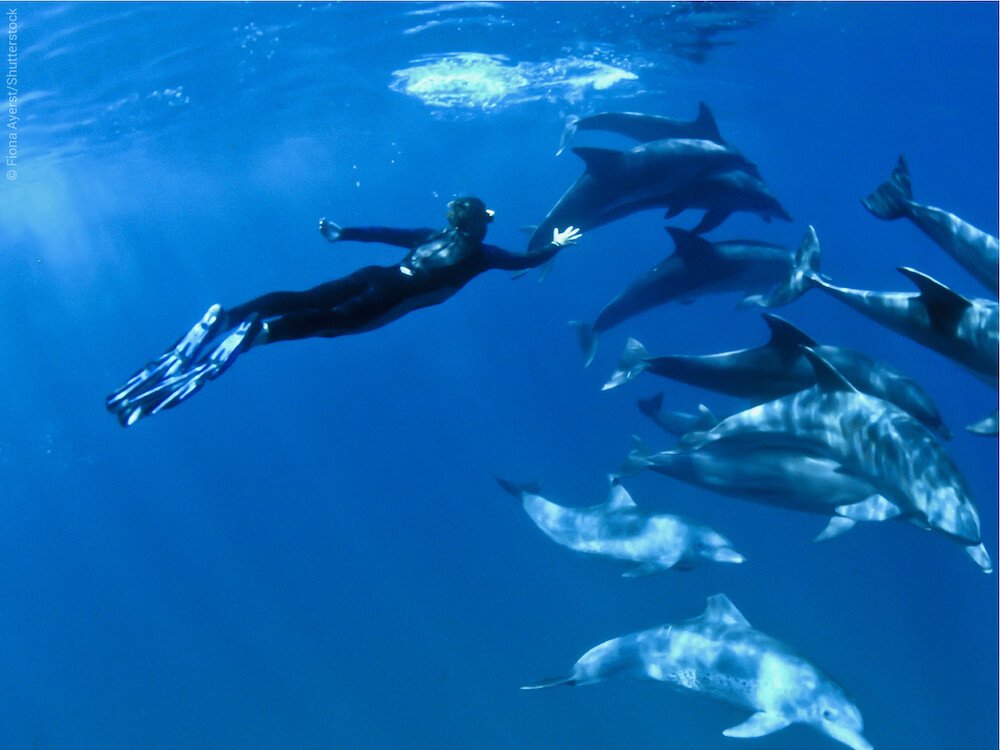 snorkeling-with-dolphins-1