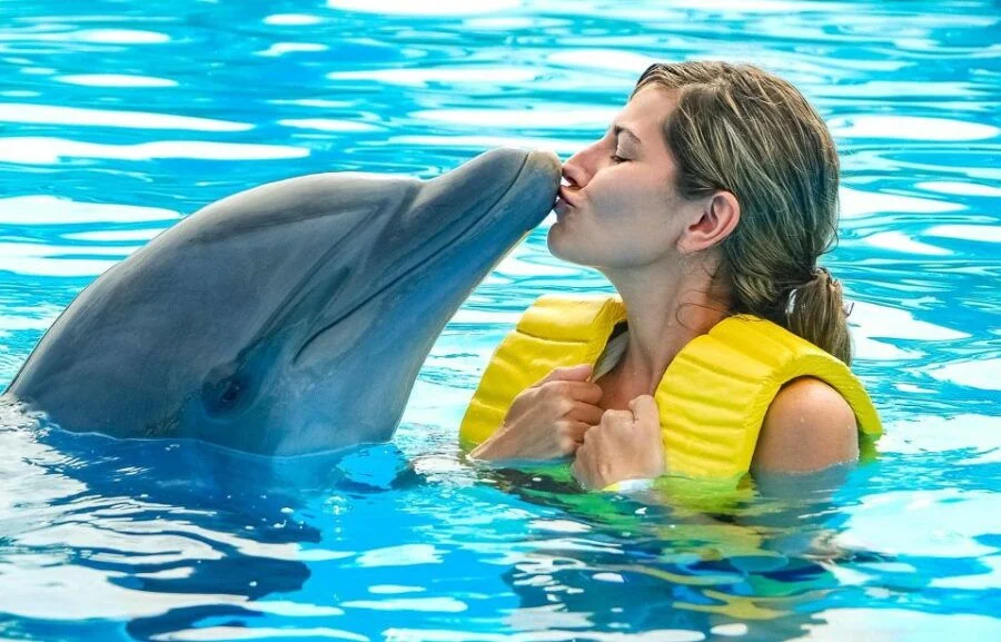 hurghada-1-hour-show-at-dolphin-world-with-optional-pickup