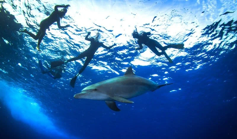 Дом-Дельфинов-на-яхте-из-Хургады-4